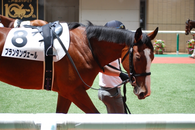 新馬戦パドック プランタンヴェール