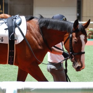 新馬戦パドック