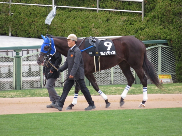 新春ステークス　パドック② サムシングジャスト