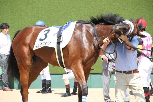 本馬場入場前 ベルクワイア