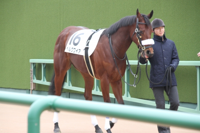 本馬場入場 ベルクワイア