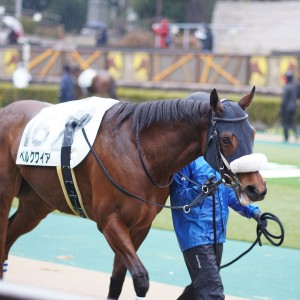 2022/2/13 4歳以上2勝クラス(牝)