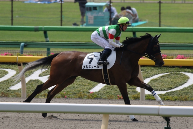 2019年6月1日 3歳未勝利戦 馬場入り メルキュール