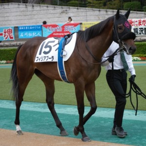 新馬戦パドック