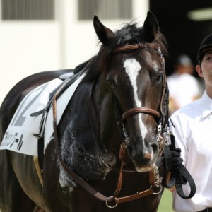 2018年9月9日 2歳未勝利戦パドック