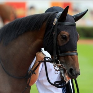 2019.8.25 新潟4R 3歳未勝利