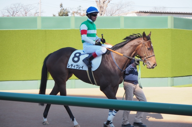 1-14　2戦目 レディグレイ