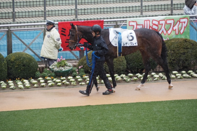 1/18 パドック レディグレイ