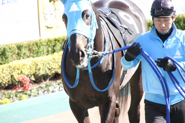 パドック ヴァイトブリック