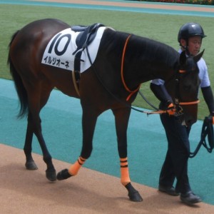 イルジオーネ新馬戦パドックその１