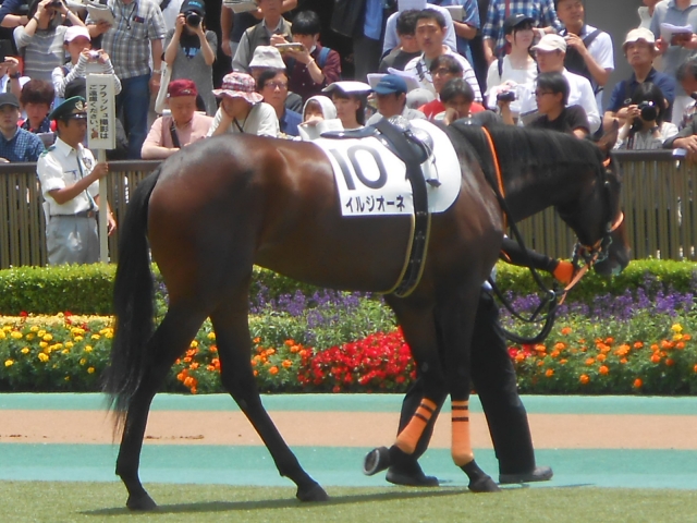 イルジオーネ新馬戦パドックその２ イルジオーネ
