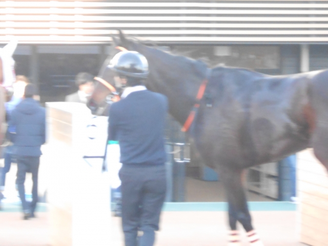 若竹賞を走り終えたイルジオーネ イルジオーネ