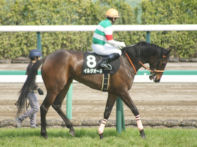 ５戦目本場馬入場 イルジオーネ
