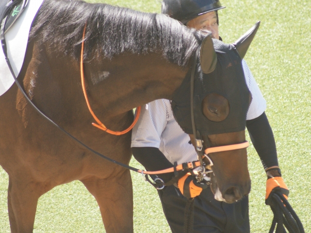 ７戦目パドック近影 イルジオーネ