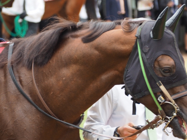 パドック ザダル