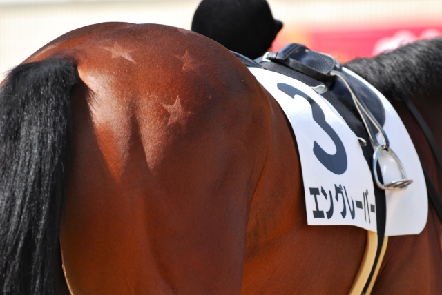 メイクデビュー京都　パドック② エングレーバー