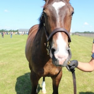 2017募集馬見学ツアーにて　NF Y3