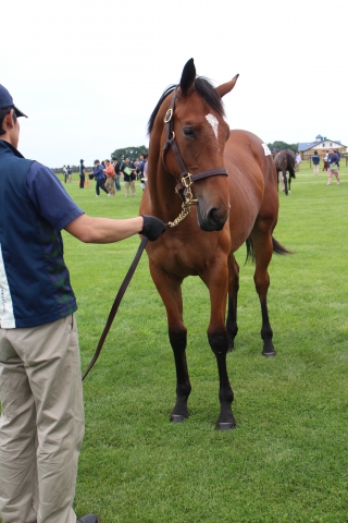 2017募集馬見学ツアーにて　早来ファーム ラバーズケープ