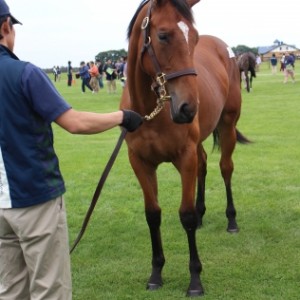 2017募集馬見学ツアーにて　早来ファーム
