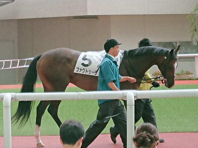 2018/9/8  パドック ファクトゥーラ