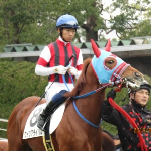 2019.1.12_3歳未勝利戦_パドック(3)