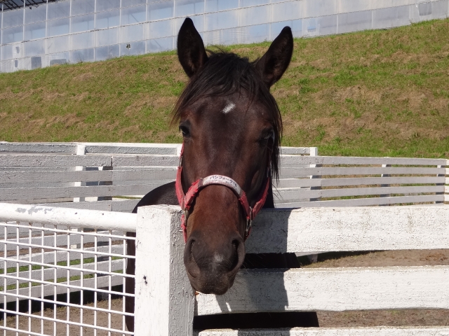 コスモヴューファーム ウインパーチェ