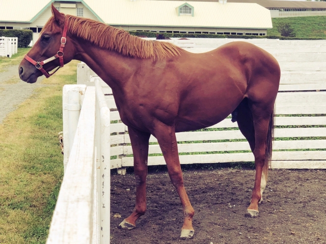 ウインリベルタ コスモヴューファーム ウインリベルタ