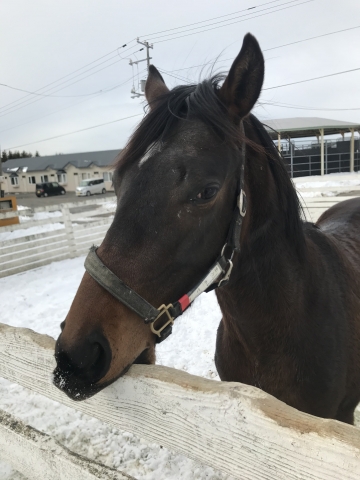 コスモヴューファームにて ウインコンダクター