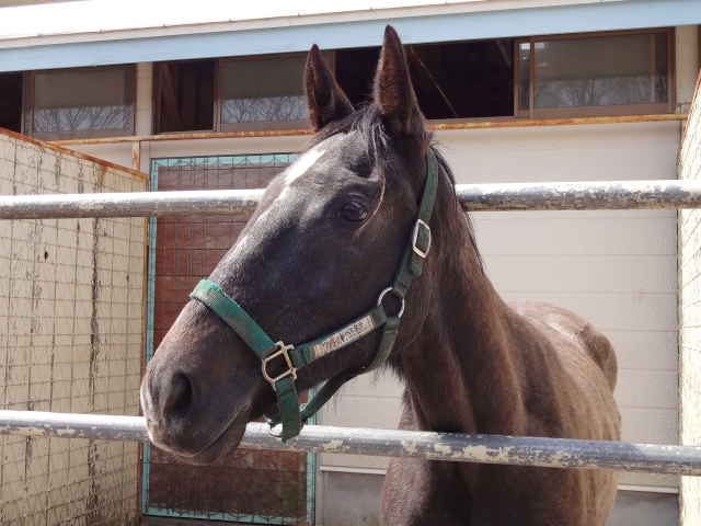 コスモヴューファーム ウインシャスタテ