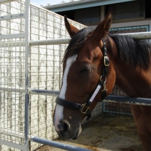 2018.6.24_CVFにて放牧中(1)