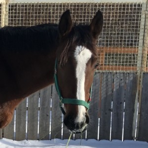 ＣＶＦのＣ厩舎にて