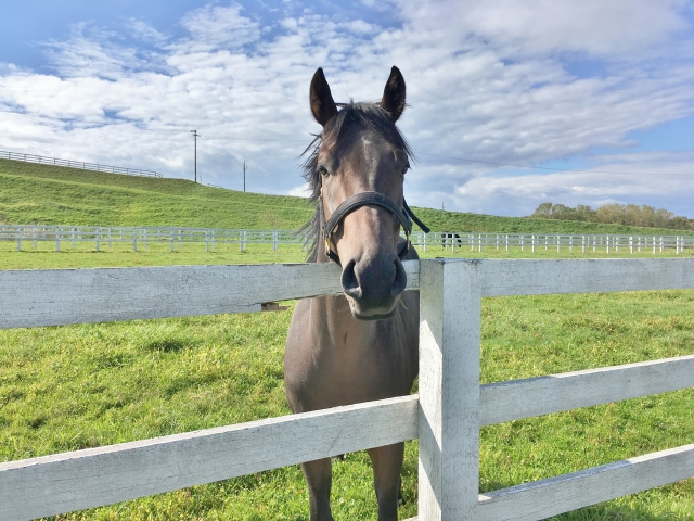 こんにちは、とりあえず１勝しました！ ウインバルドル