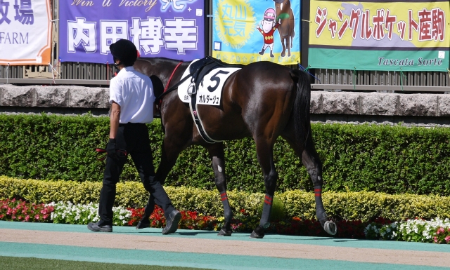 パドック オルダージュ