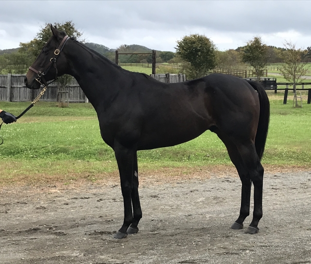 オカダスタッドにて オルダージュ