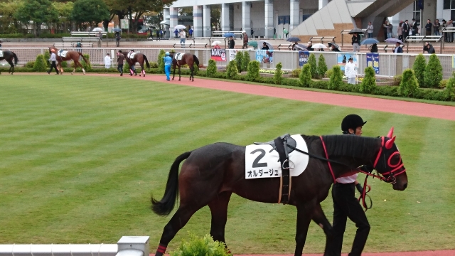 新潟未勝利パドック オルダージュ