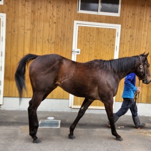 ノルマンディーファーム小野町