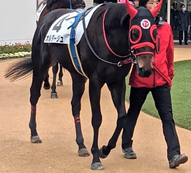 パドック オルダージュ