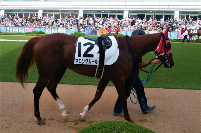 パドック マロンクルール