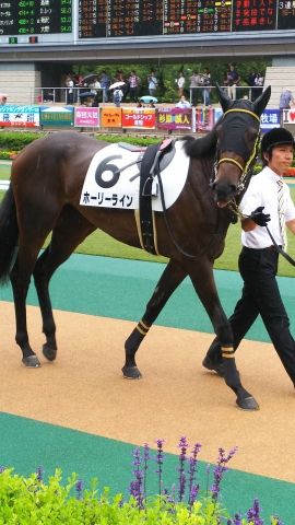 パドック ホーリーライン