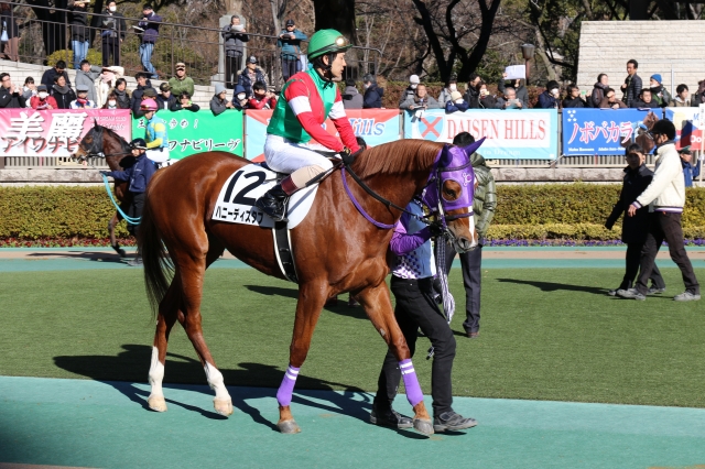 パドック 2 ハニーディスタフ