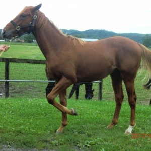 シュテルンシチー by 函館レーシングクラブ