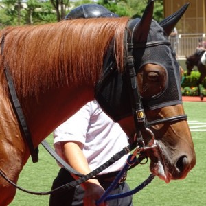 新馬戦パドック