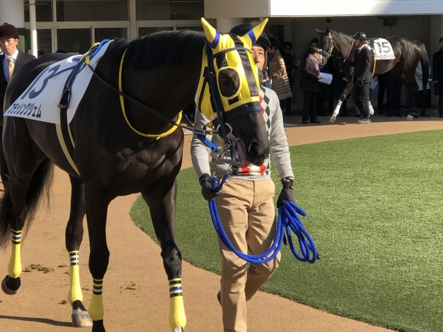 新馬パドック フラッシングジェム