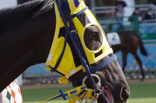 新馬パドック フラッシングジェム