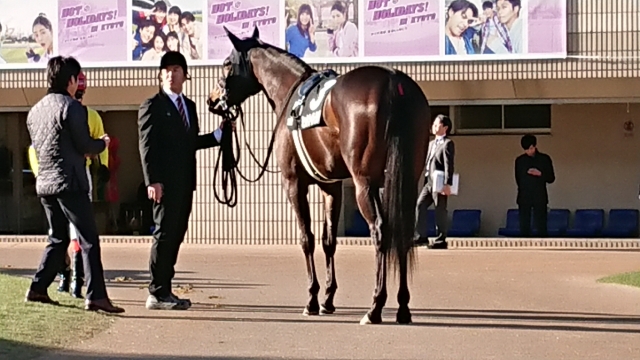 紅梅ステークス パドック ミッドナイトラヴ