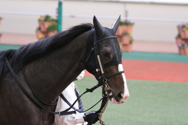 パドック2 ベルスール