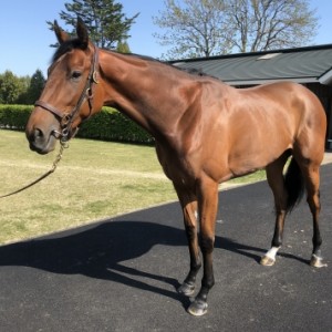 ノーザンファーム空港
