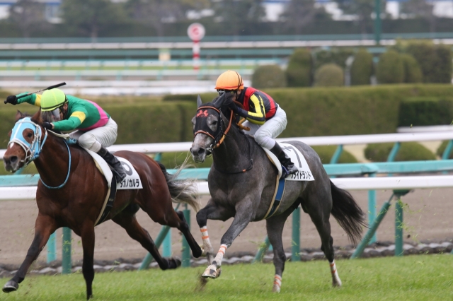 第４戦 プライドランド