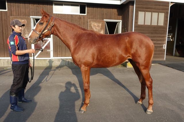 2017年11月NF早来 アルテヴェルト