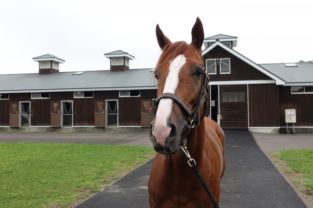 NF早来（2019年7月） アルテヴェルト